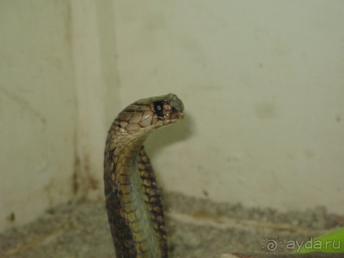 Альбом отзыва "Отдых с детьми в любое время года -hotel "Albatros Resort""