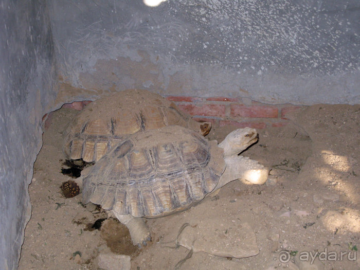 Альбом отзыва "Отдых с детьми в любое время года -hotel "Albatros Resort""