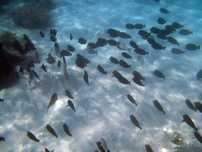 Альбом отзыва "Отдых с детьми в любое время года -hotel "Albatros Resort""