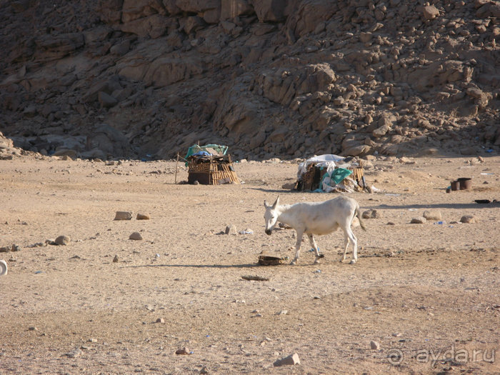 Альбом отзыва "Отдых с детьми в любое время года -hotel "Albatros Resort""