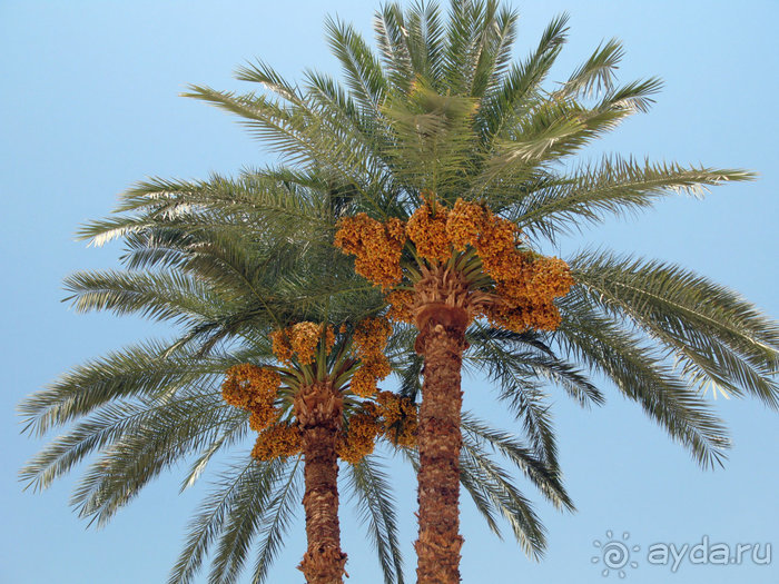 Альбом отзыва "Отдых с детьми в любое время года -hotel "Albatros Resort""