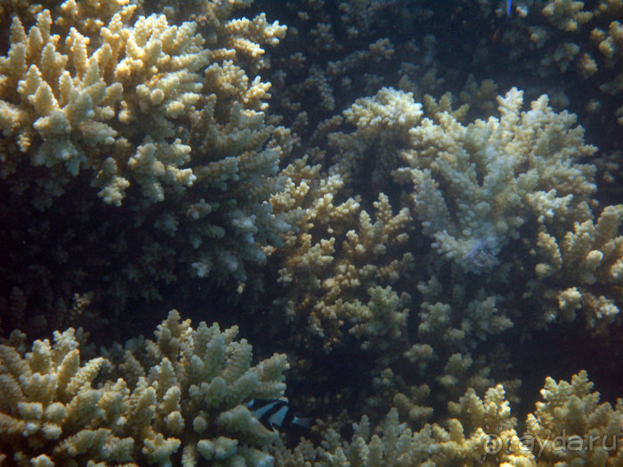 Альбом отзыва "Отдых с детьми в любое время года -hotel "Albatros Resort""