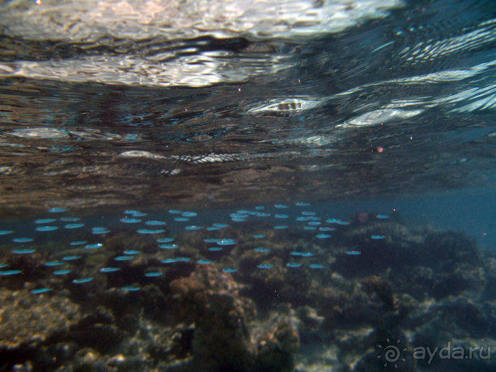 Альбом отзыва "Отдых с детьми в любое время года -hotel "Albatros Resort""