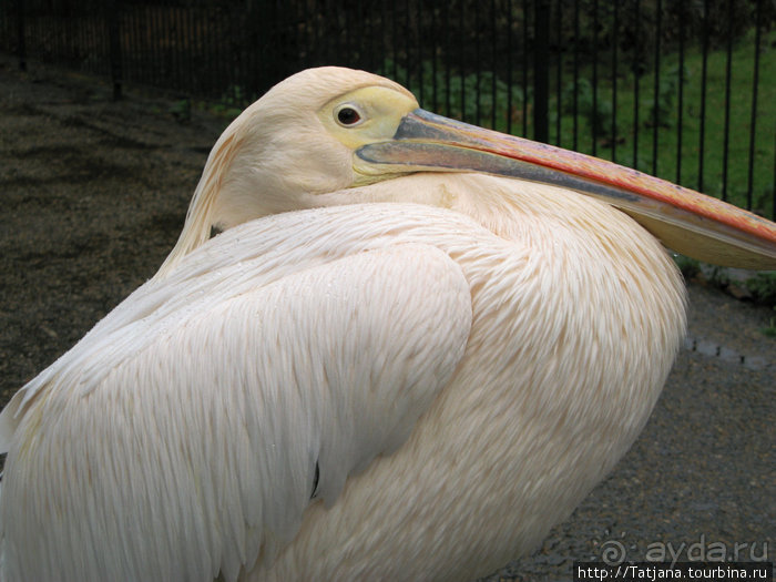 А также огни ночного Лондона, дождь и пеликан...
