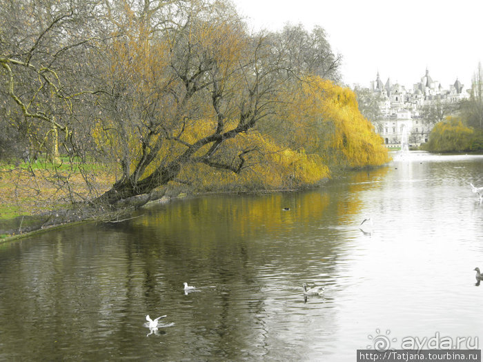 А также огни ночного Лондона, дождь и пеликан...