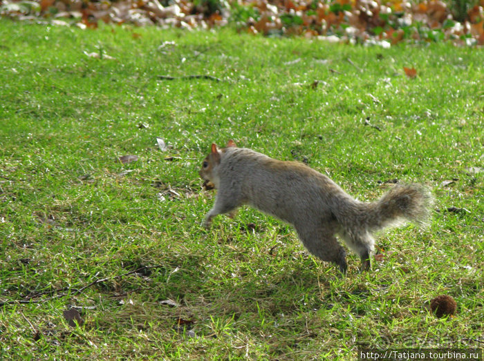 А также огни ночного Лондона, дождь и пеликан...