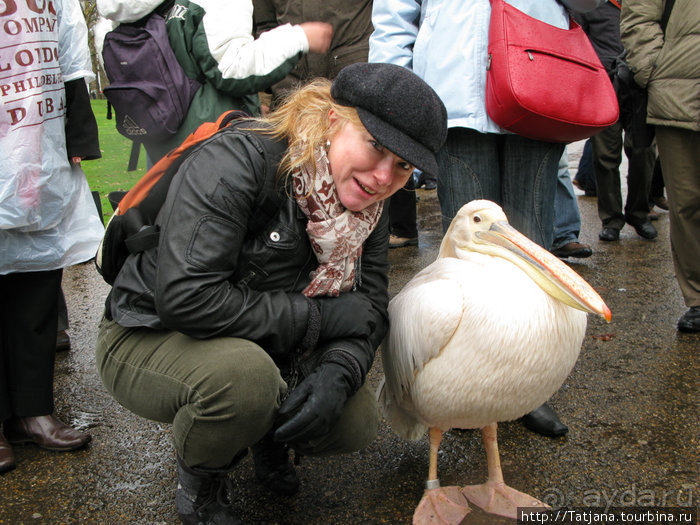 А также огни ночного Лондона, дождь и пеликан...