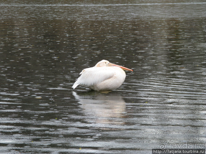 А также огни ночного Лондона, дождь и пеликан...