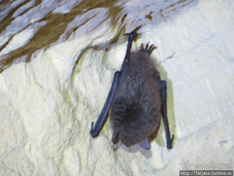 Прогулка по мергельным катакомбам "Caestert"