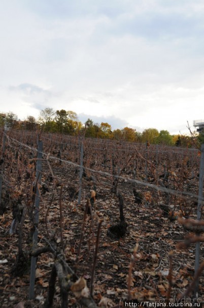 Настоящее Шампанское и немного деталей.