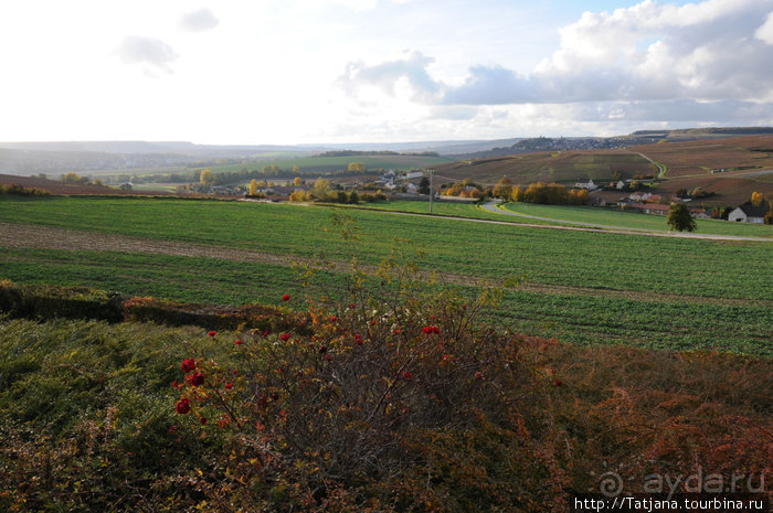 Настоящее Шампанское и немного деталей.