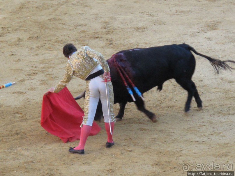 "На бой быков смотреть пошли с тобой однажды этим ...."