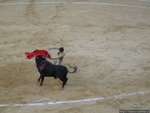 "На бой быков смотреть пошли с тобой однажды этим ...."