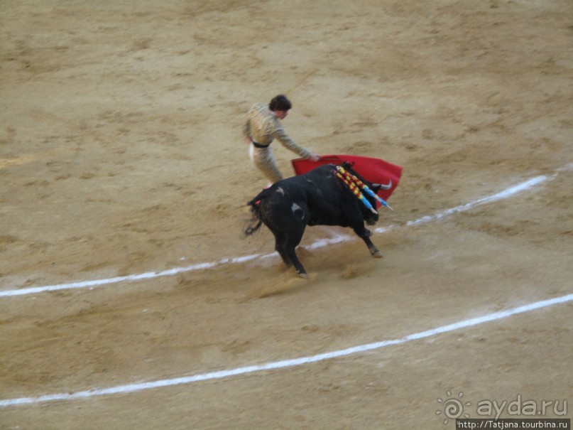 "На бой быков смотреть пошли с тобой однажды этим ...."