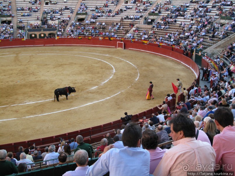 "На бой быков смотреть пошли с тобой однажды этим ...."