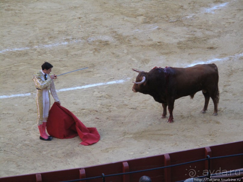 "На бой быков смотреть пошли с тобой однажды этим ...."