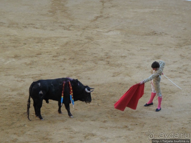 "На бой быков смотреть пошли с тобой однажды этим ...."