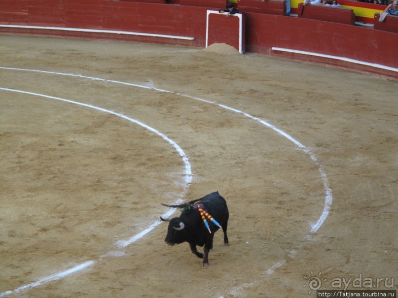 "На бой быков смотреть пошли с тобой однажды этим ...."