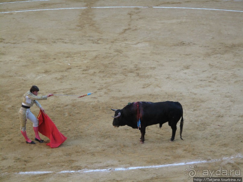 "На бой быков смотреть пошли с тобой однажды этим ...."