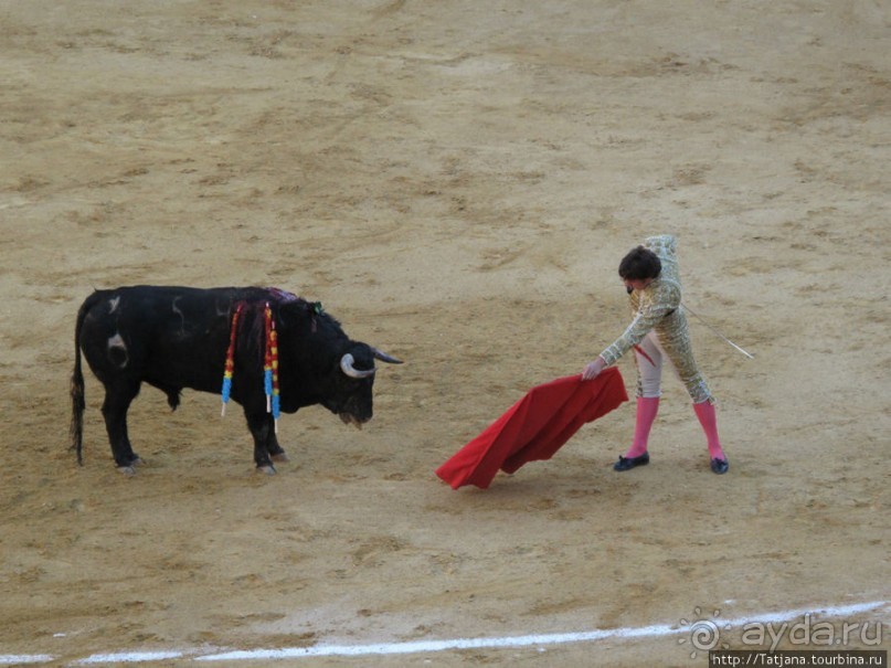 "На бой быков смотреть пошли с тобой однажды этим ...."
