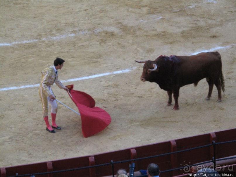 "На бой быков смотреть пошли с тобой однажды этим ...."