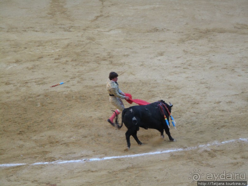 "На бой быков смотреть пошли с тобой однажды этим ...."