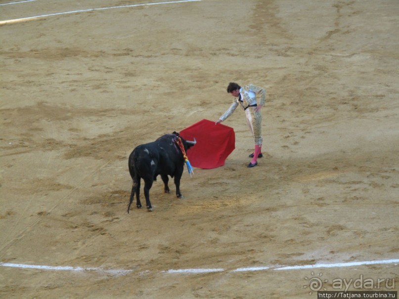 "На бой быков смотреть пошли с тобой однажды этим ...."