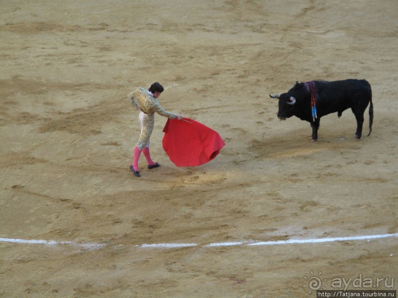 "На бой быков смотреть пошли с тобой однажды этим ...."