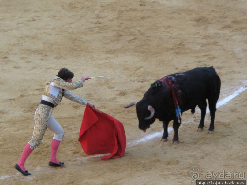 "На бой быков смотреть пошли с тобой однажды этим ...."
