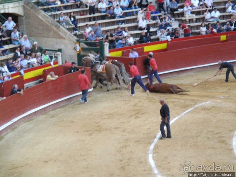 "На бой быков смотреть пошли с тобой однажды этим ...."