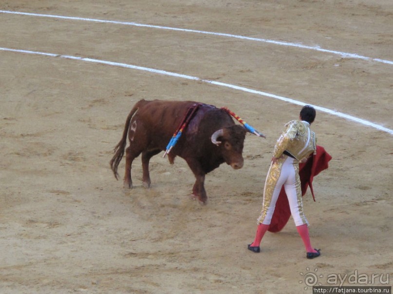 "На бой быков смотреть пошли с тобой однажды этим ...."