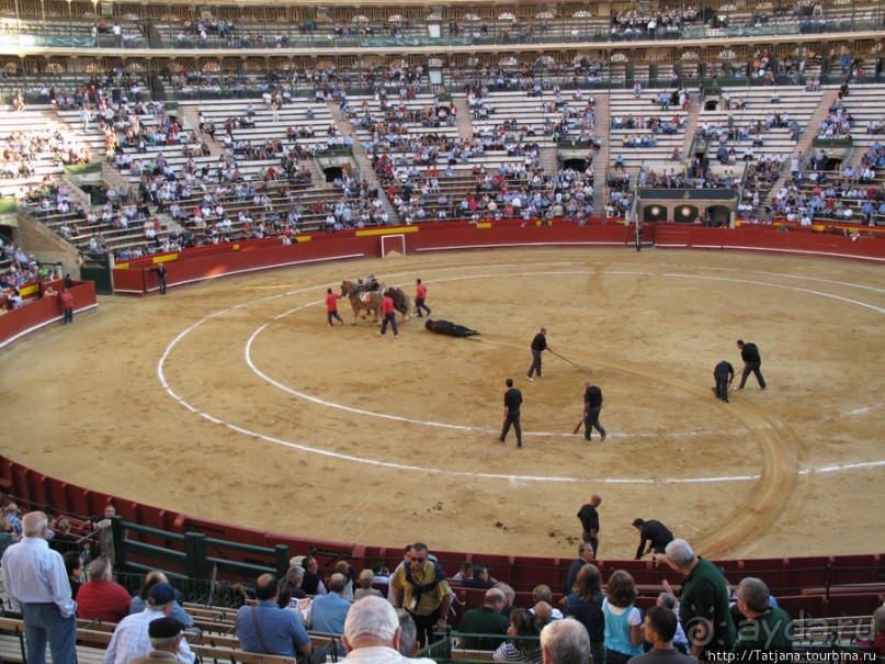 "На бой быков смотреть пошли с тобой однажды этим ...."