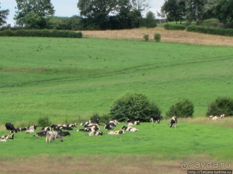 Альбом отзыва "Фирменное и запатентованное мороженое от фермера"