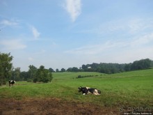 Альбом отзыва "Фирменное и запатентованное мороженое от фермера"