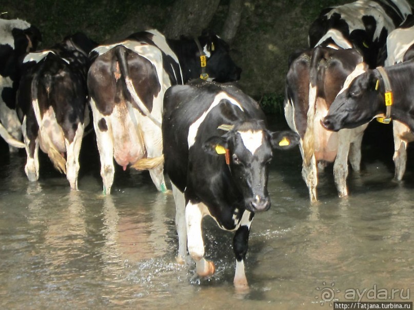 Фирменное и запатентованное мороженое от фермера