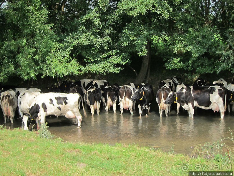 Фирменное и запатентованное мороженое от фермера