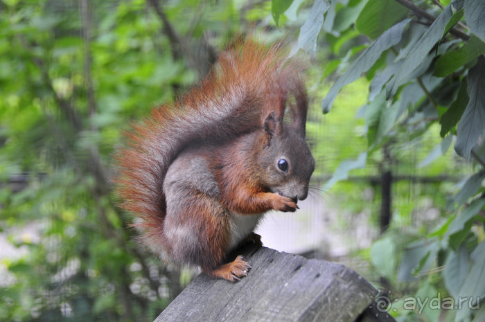 Альбом отзыва "Зоопарк в Лимбурге( Gaia Park)"