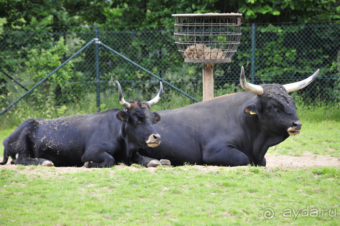 Альбом отзыва "Зоопарк в Лимбурге( Gaia Park)"