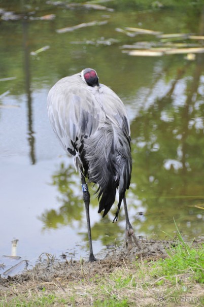 Альбом отзыва "Зоопарк в Лимбурге( Gaia Park)"