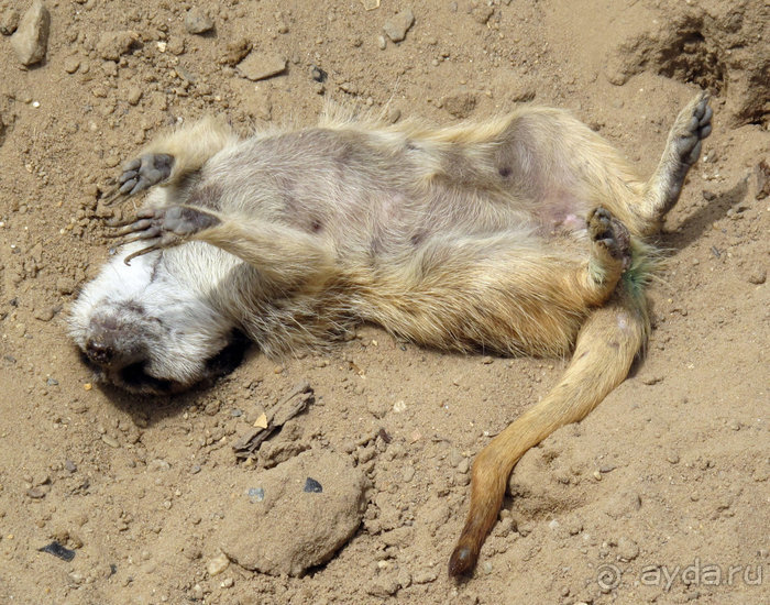 Зоопарк в Лимбурге( Gaia Park)