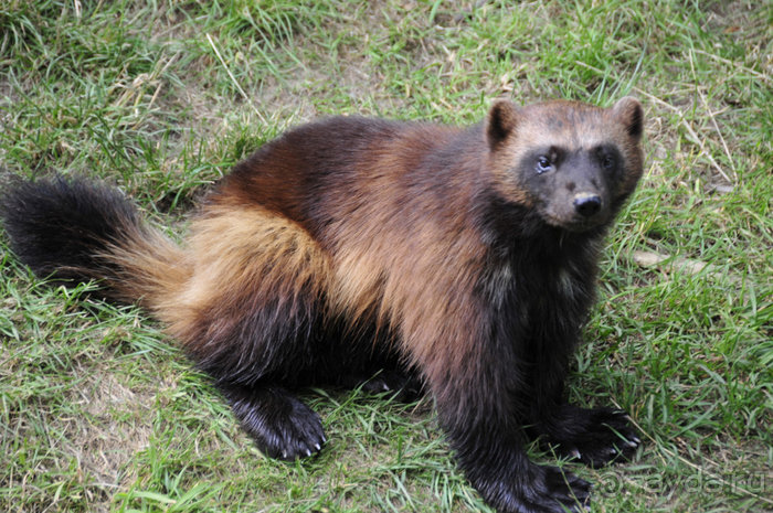 Зоопарк в Лимбурге( Gaia Park)