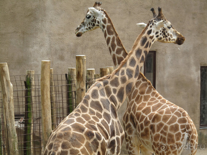 Зоопарк в Лимбурге( Gaia Park)