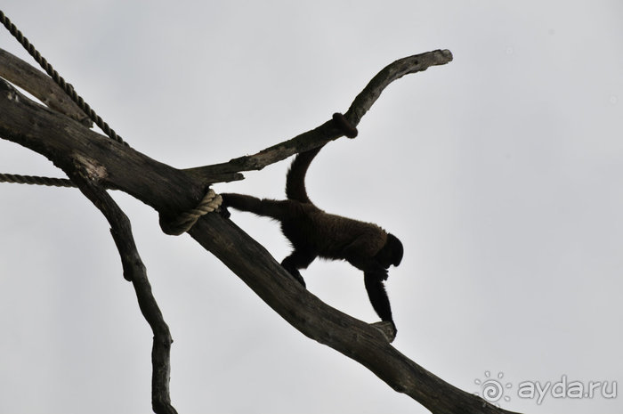 Зоопарк в Лимбурге( Gaia Park)
