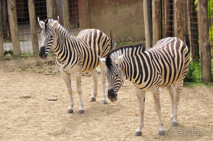Зоопарк в Лимбурге( Gaia Park)