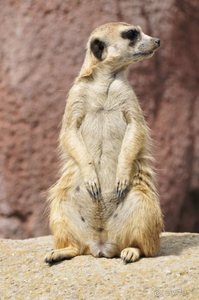 Зоопарк в Лимбурге( Gaia Park)