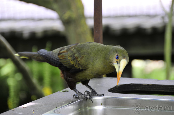 Зоопарк в Лимбурге( Gaia Park)
