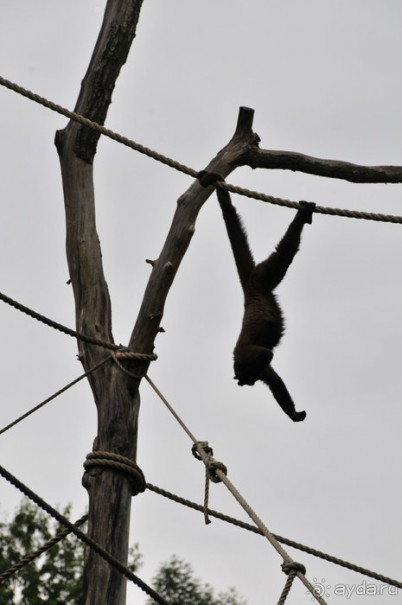 Зоопарк в Лимбурге( Gaia Park)