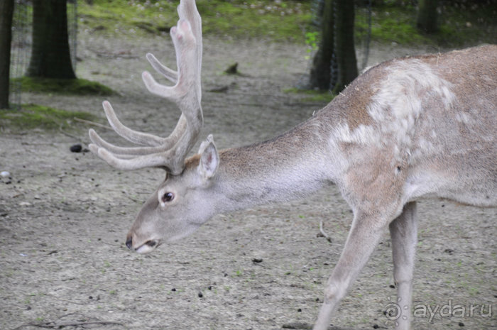 Зоопарк в Лимбурге( Gaia Park)