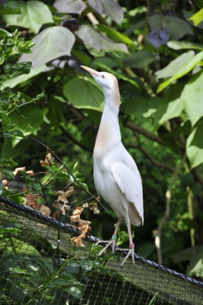 Зоопарк в Лимбурге( Gaia Park)