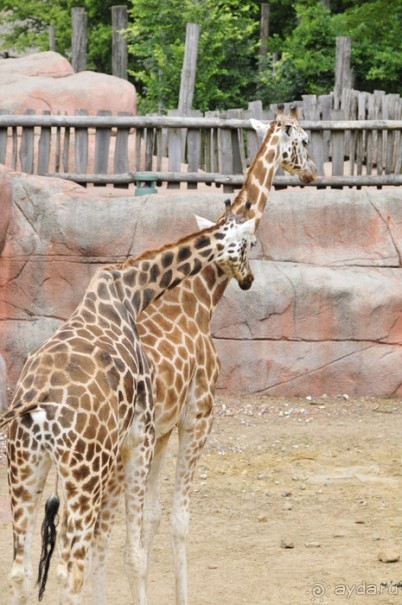 Зоопарк в Лимбурге( Gaia Park)